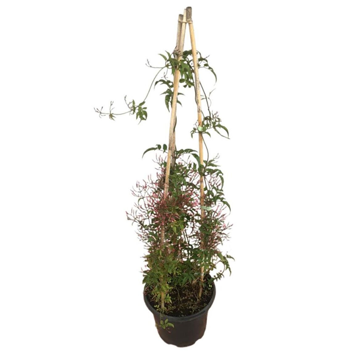 ARAP YASEMİNİ (Jasminum Sambac) 1 METRE 2 KÖKLÜ