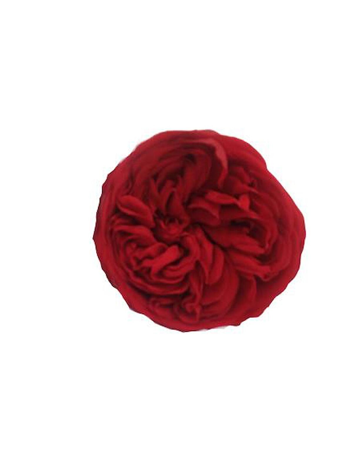 ROSE AMOR KABUZİKA KIRMIZI RENK SOLMAYAN GÜL (ŞOKLANMIŞ GÜL)