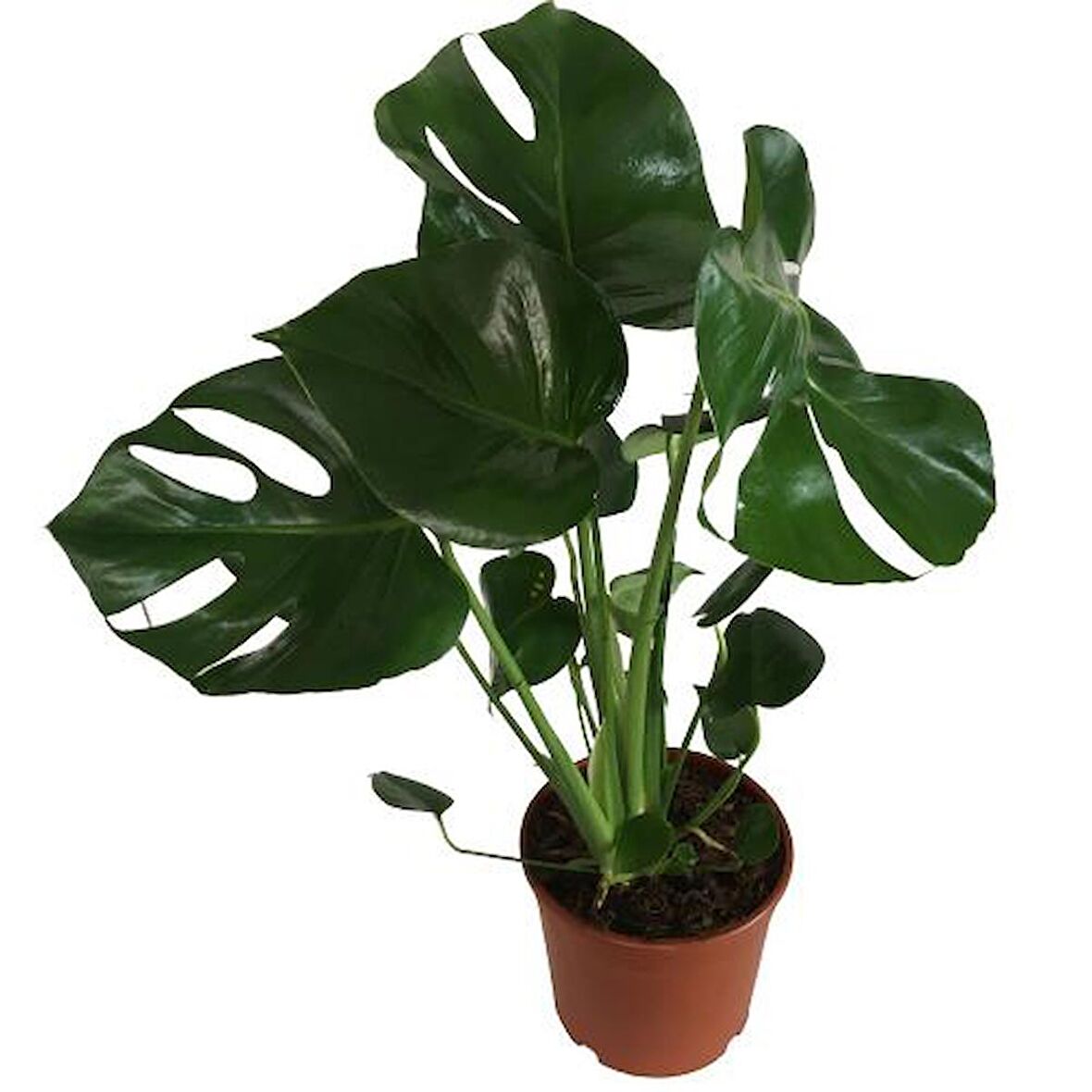 MONSTERA DELİCİOUS DEVA TABANI 60-70 CM ÇOK KÖKLÜ