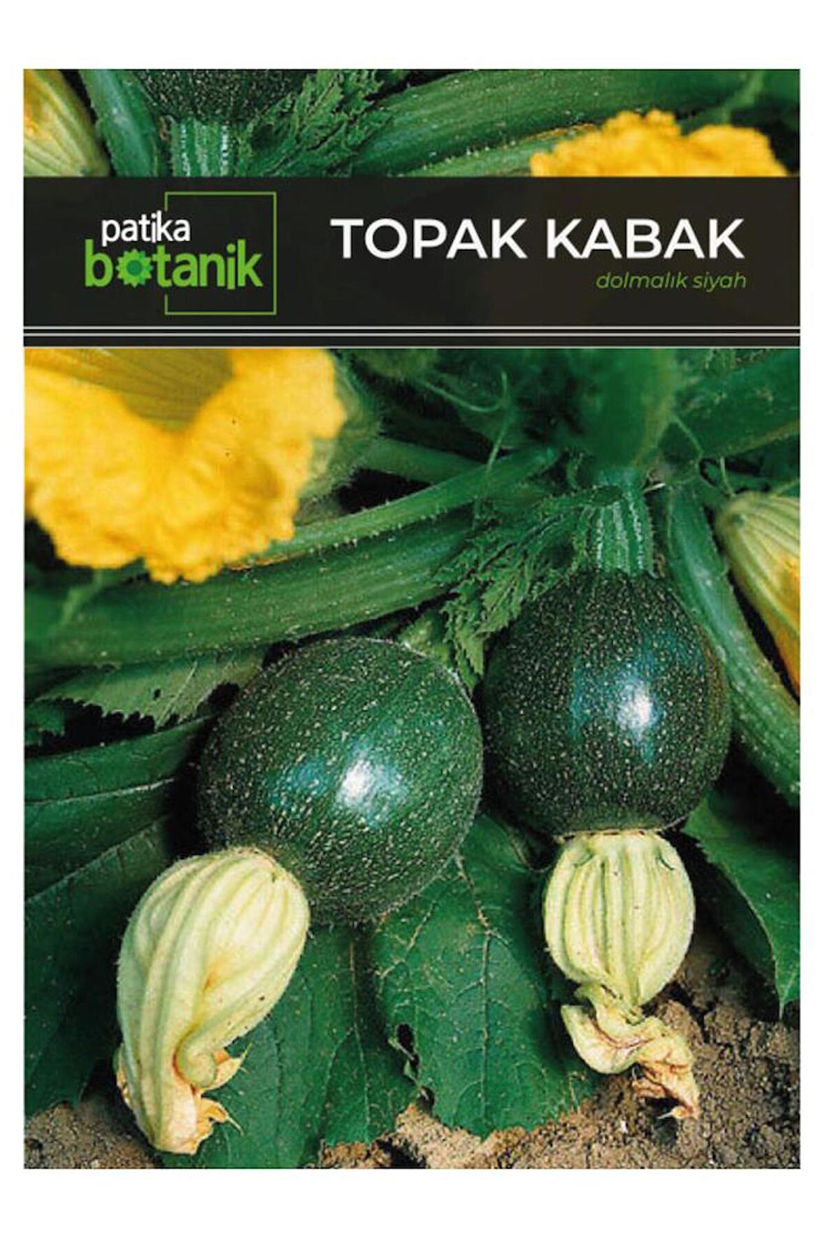 25 Adet Yerli Ata Topak Kabak Tohumu