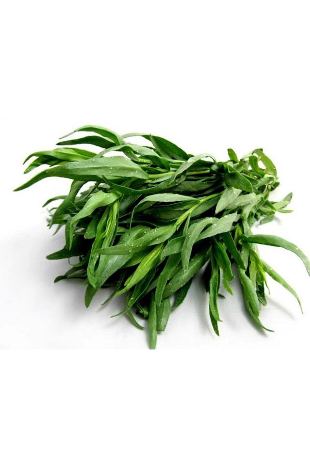 40 Adet Yerli Ata Tarhun Tohumu (Artemisia Dracunculus L.)
