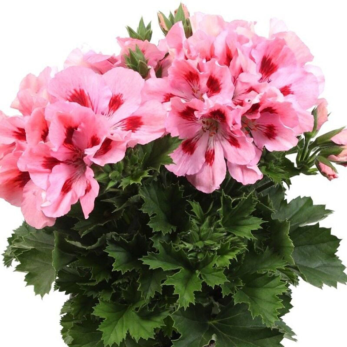Pelargonium Grandiflorum Aristo Pink Sardunya Canan Çiçeği Fidesi (1 adet)
