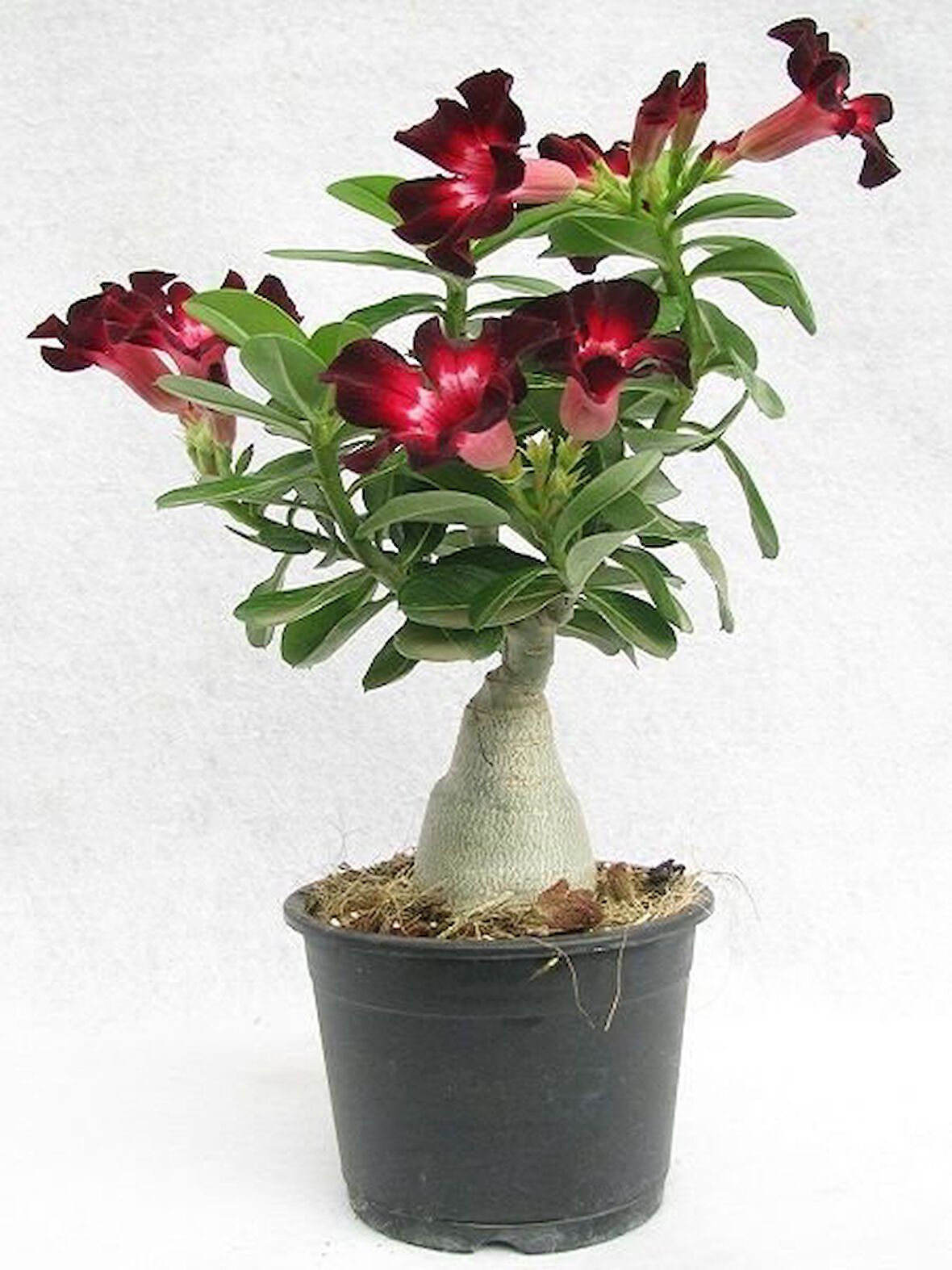 Adenium Çöl Gülü Çiçeği Fidanı