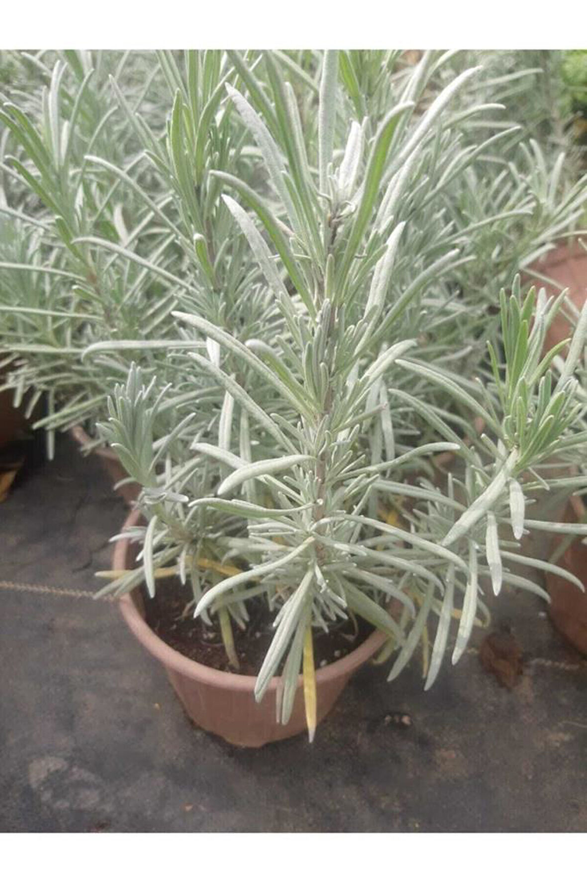 Saksılı Lavanta Fidanı 10-20 Cm