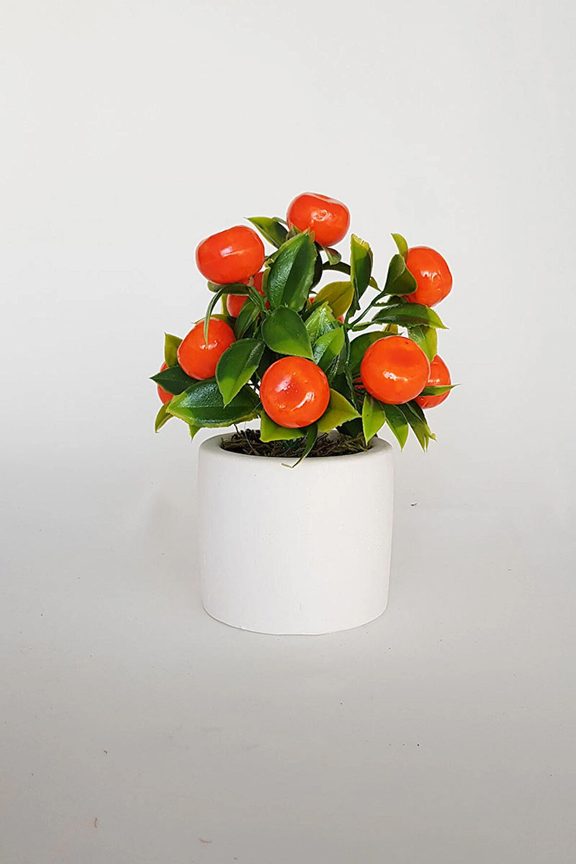 B77 Beton Saksıda Mandalina Ağacı 20 Cm (12 ADET MANDALİNALI)