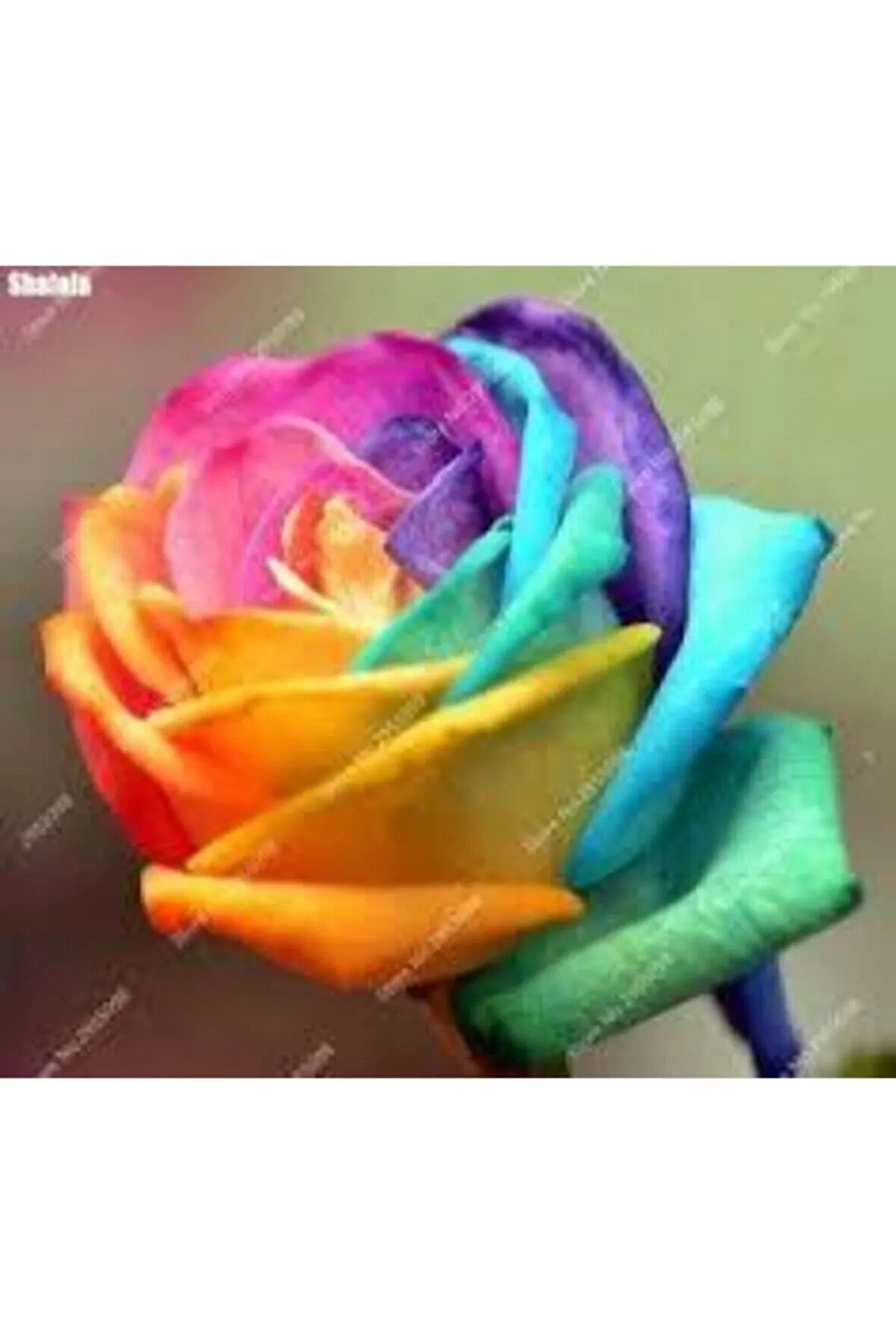 5 Adet Tohum Nadir Bulunan Gökkuşağı Rengarenk Gül Tohumu Saksı Toprak Hediyemizdir