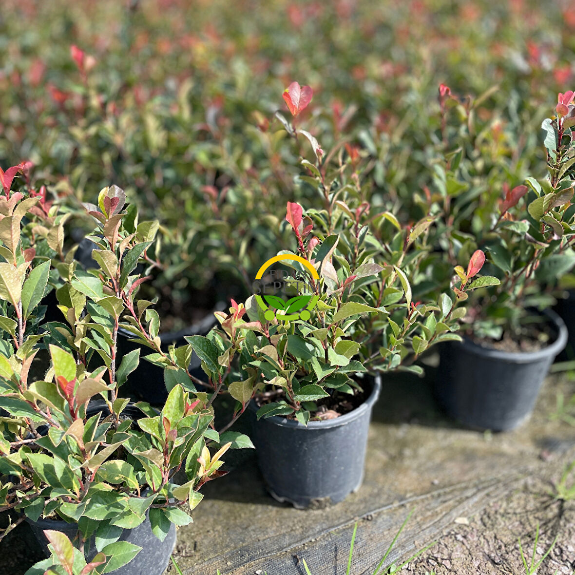 Bodur Alev Çalısı Fidanı (Photinia Fraseri Nana ‘Red Robin’)