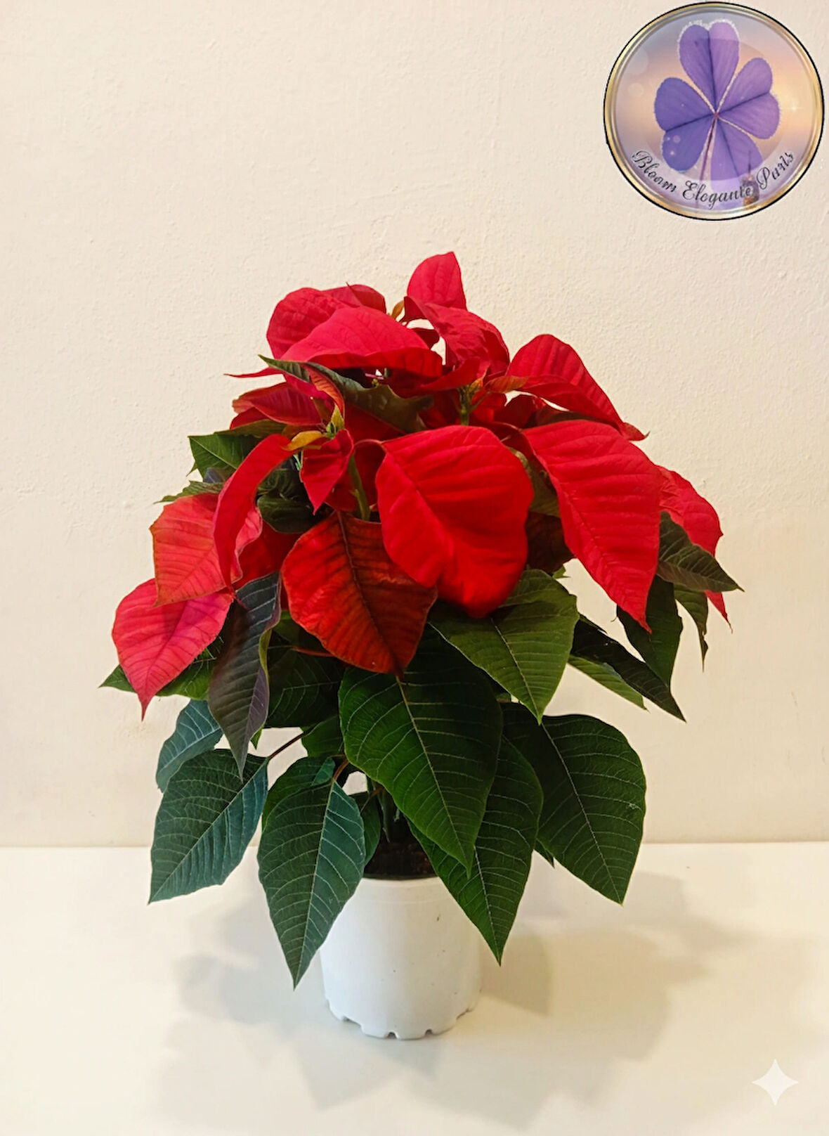 Büyük Boy Canlı Atatürk Çiçeği (Poinsettia) Kırmızı Yapraklı 40 cm Ev/Ofis Salon Bitkisi