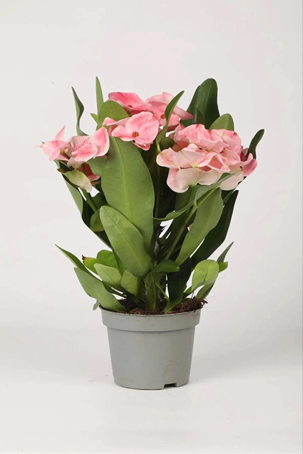 Dekoratif Dikenler Tacı Euphorbia Milii