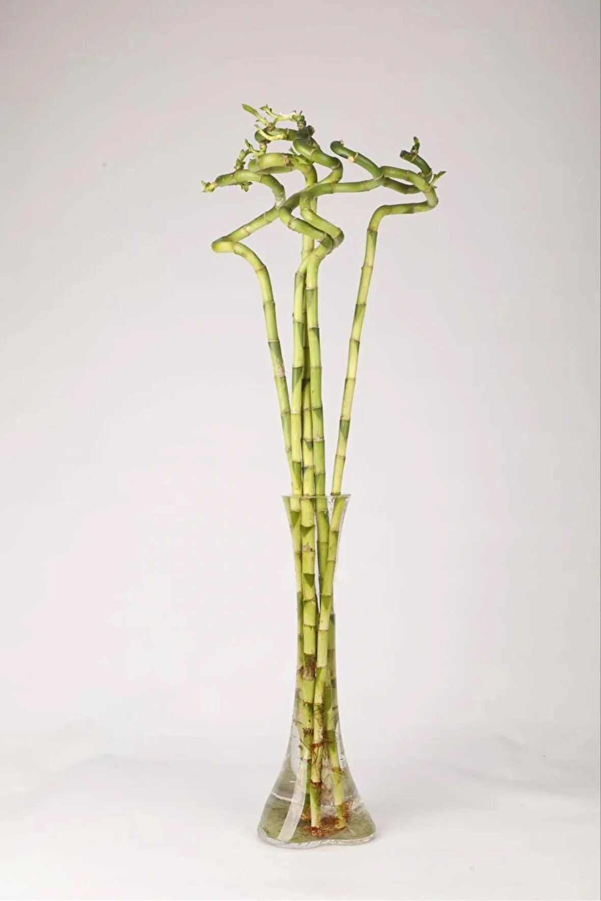 İthal Şans Bambusu 50-60 cm. 3 Adet