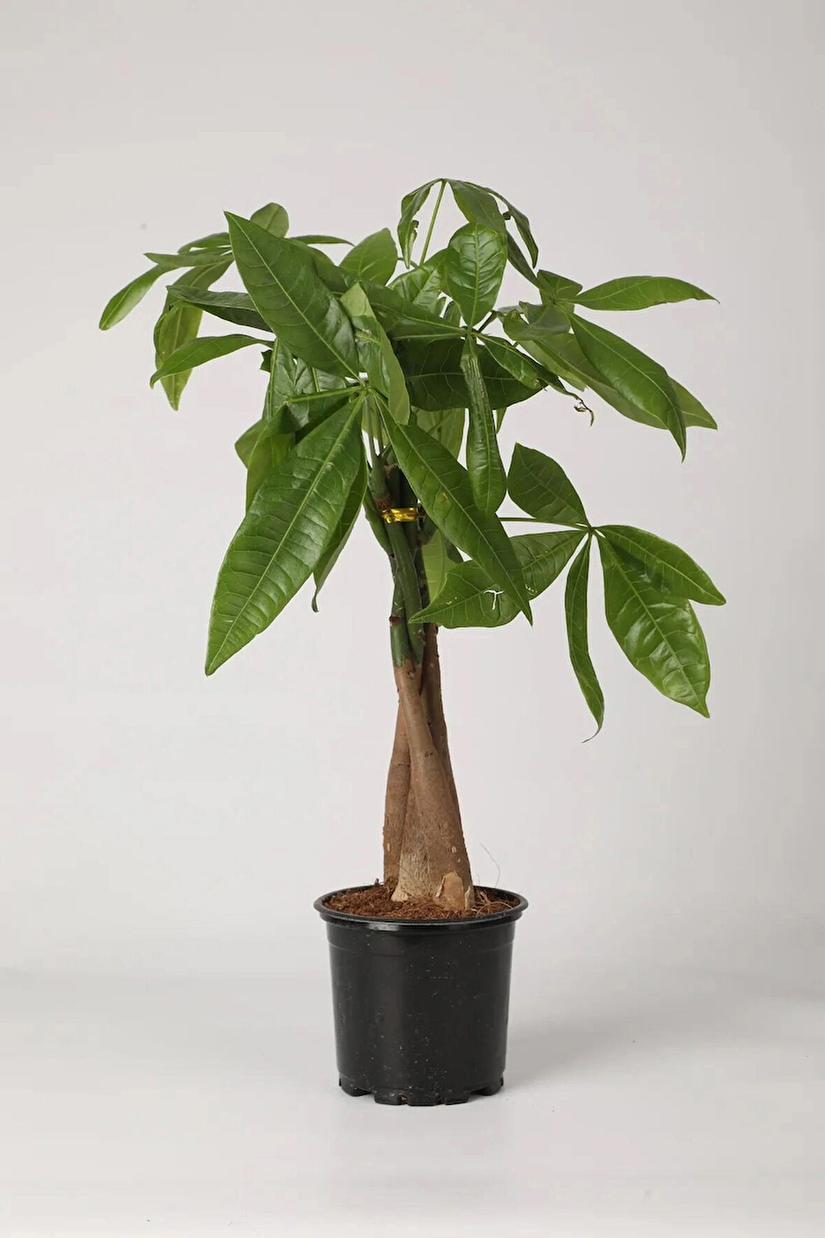 Pachira Aquatica 40-60 Cm. Örgülü Gövdeli Para Ağacı Çiçeği