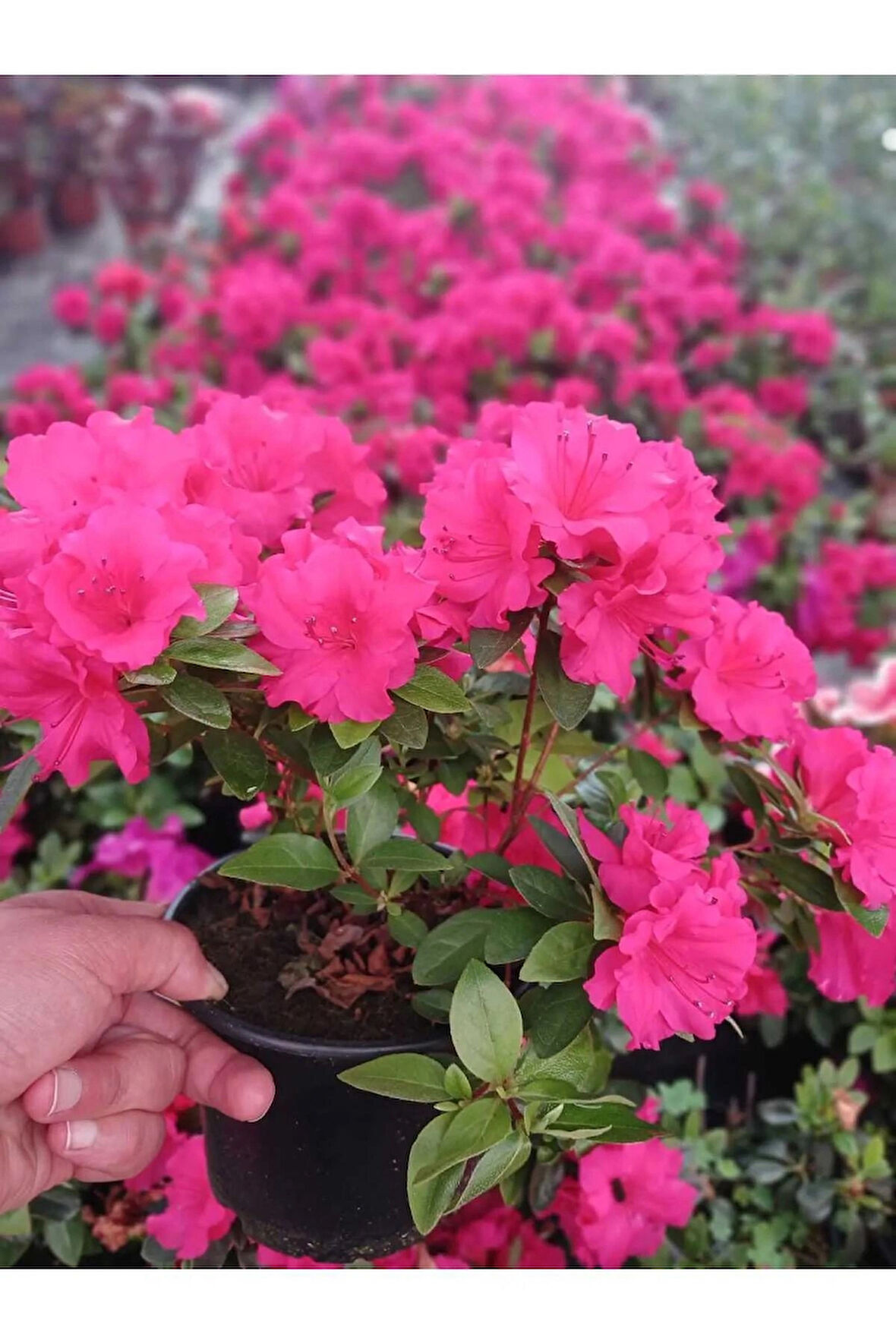 Açelya Çiçeği Azalea Parlak Pembe