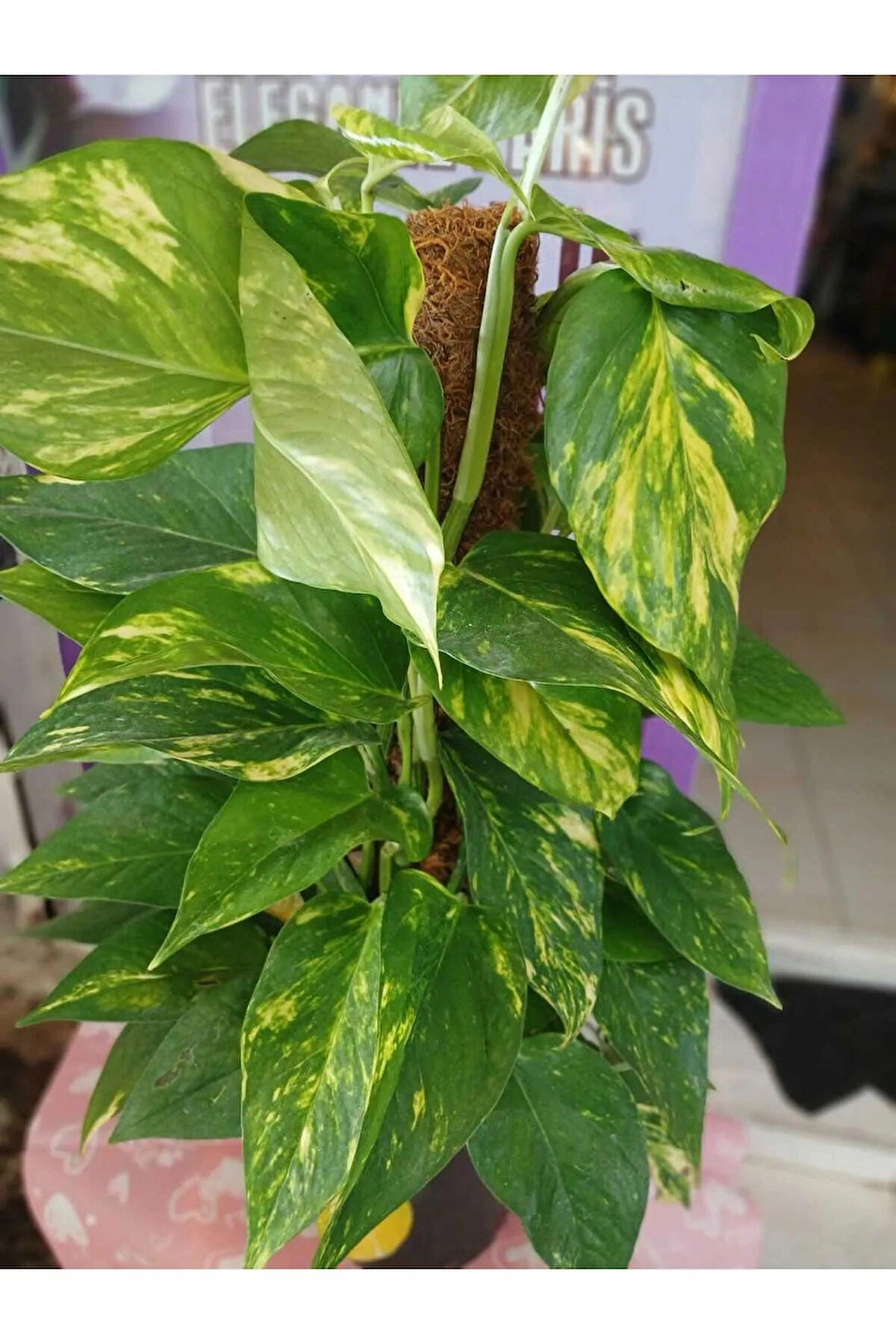 Epipremnum Aureum Pothos Sarmaşığı – 50-60 Cm Salon Bitkisi