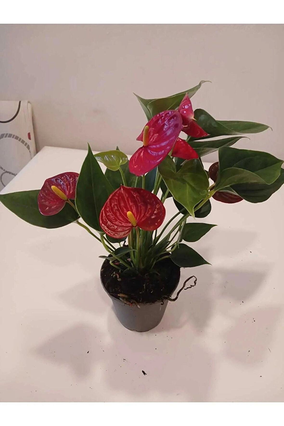 Canlı Kırmızı Mini Antoryum – Flamingo Çiçeği Saksıda