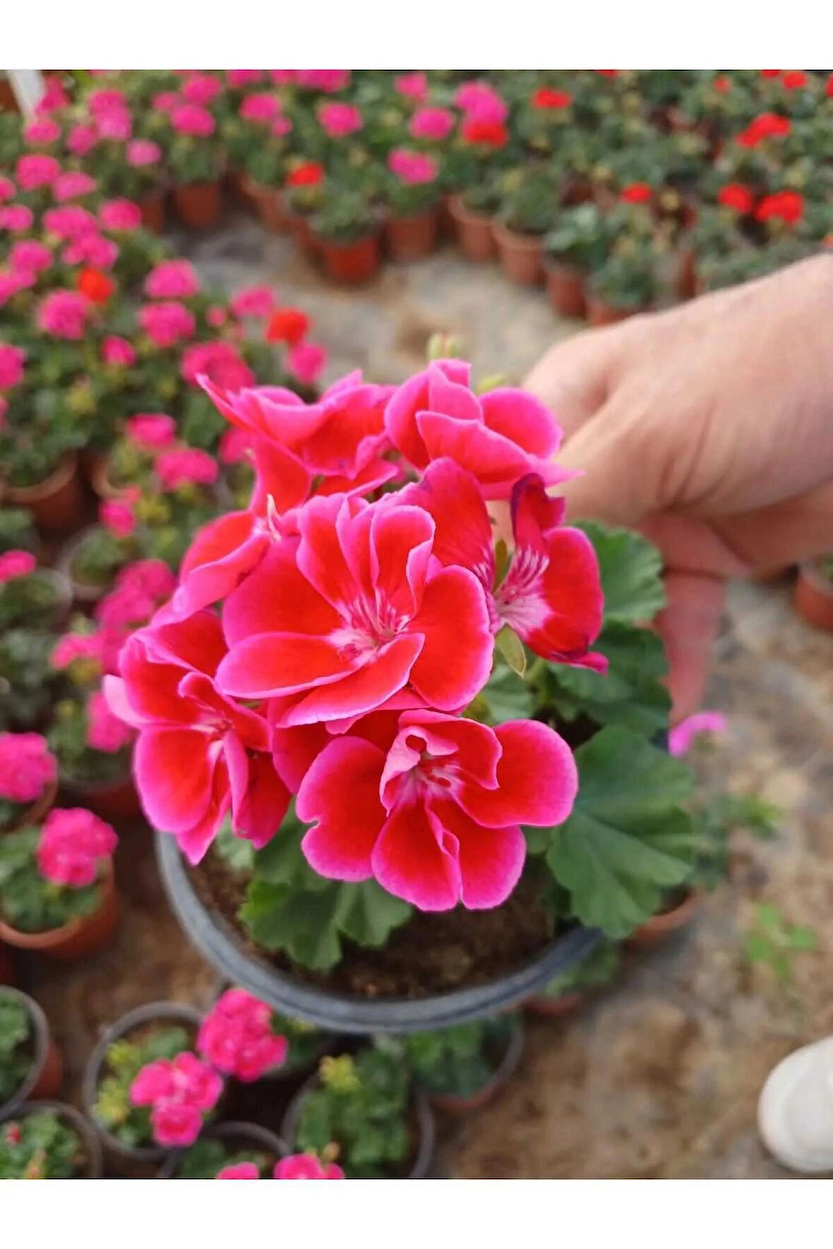 10 cm. Saksıda Kokulu Sardunya Fuşya