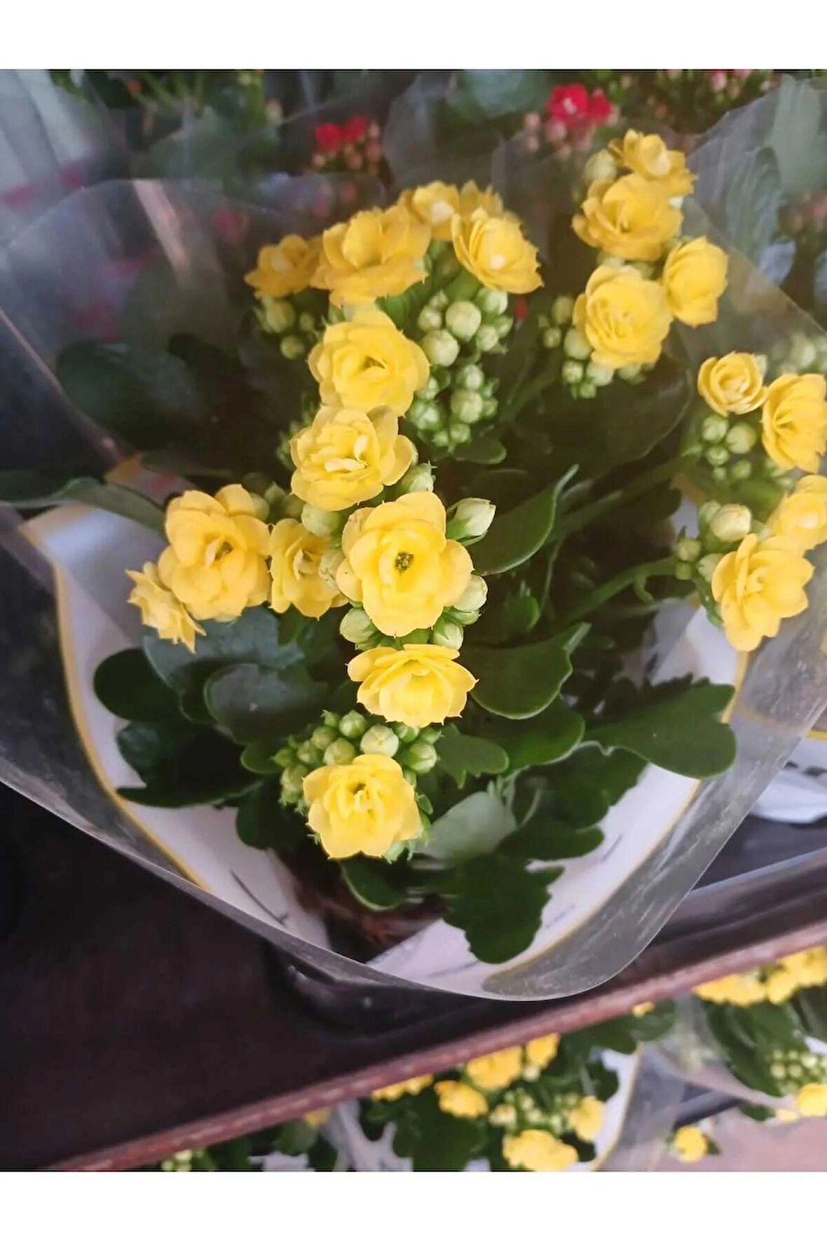 3'lü Karışık Kalanchoe Sarı-Kırmızı-Turuncu Saksıda