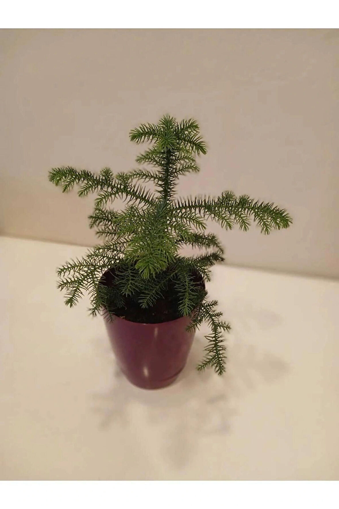 Araucaria Heterophylla Saksıda 20-30 cm Kalıcı Mini Salon Çamı