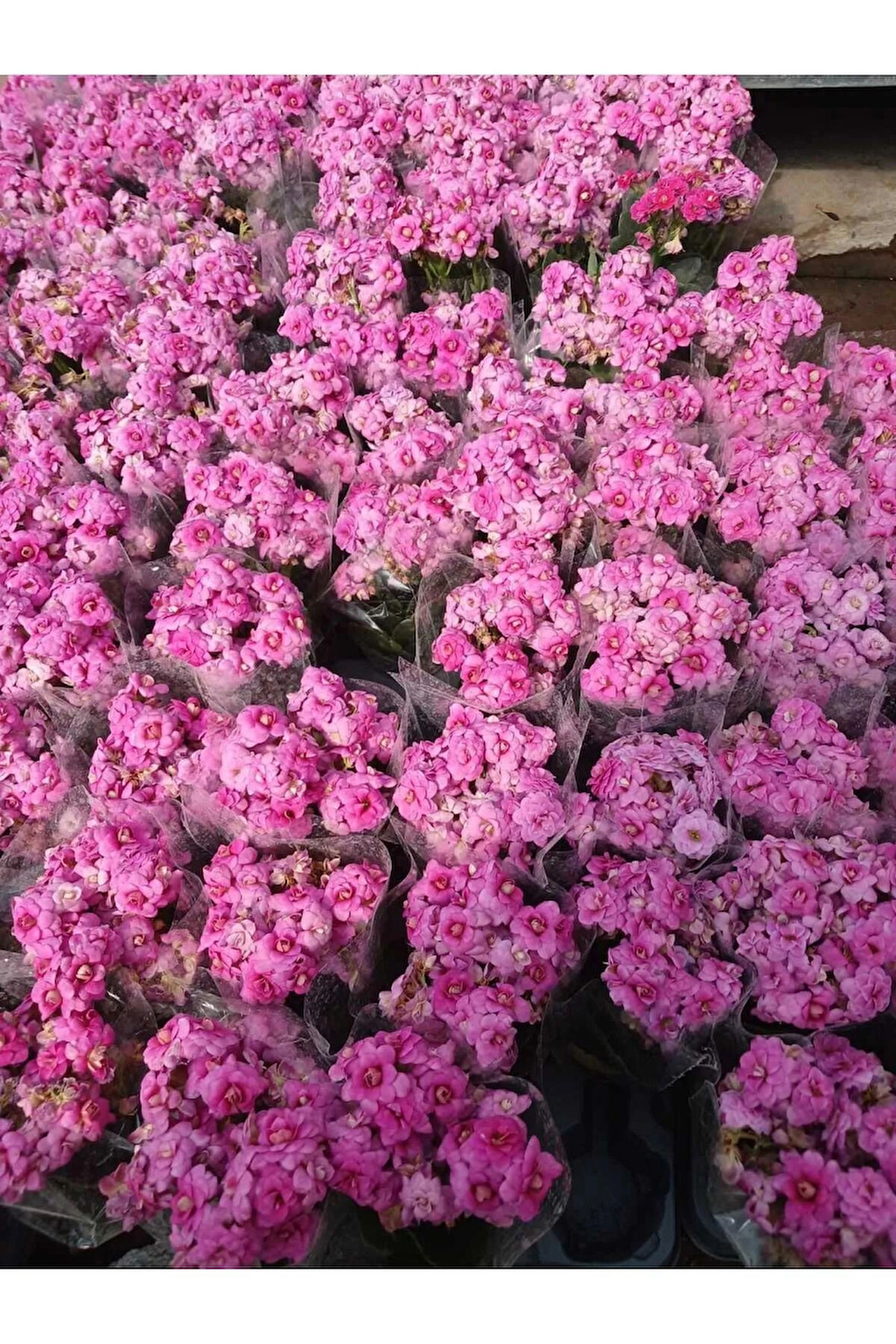2 adet Pembe Kalanchoe Fidesi