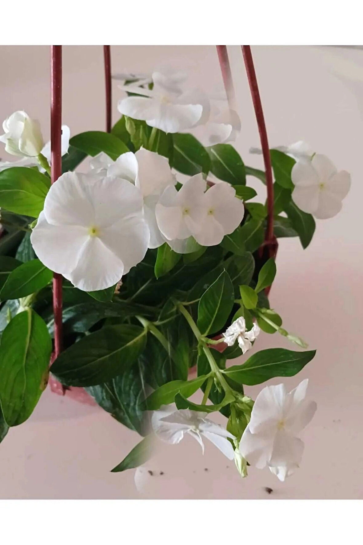 Saksıda Beyaz Pervane Çiçeği 4 Mevsim Kalıcı - Catharanthus Roseus