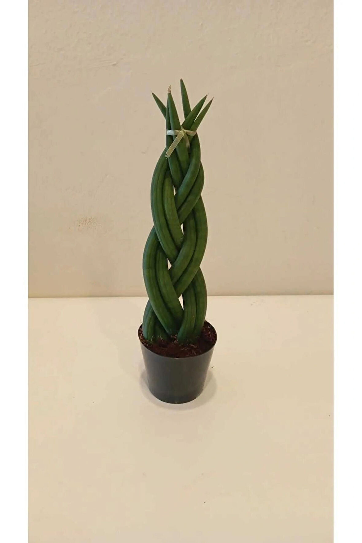 Özel Örgü Sansevieria Cylindrica, Paşa Kılıcı – Ofis & Salon Bitkisi