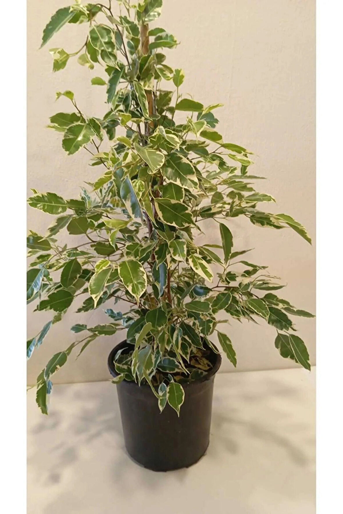 Ficus Benjamina Benjamin Bitkisi 80 cm – Şık Salon & Ofis Hava Temizleyici