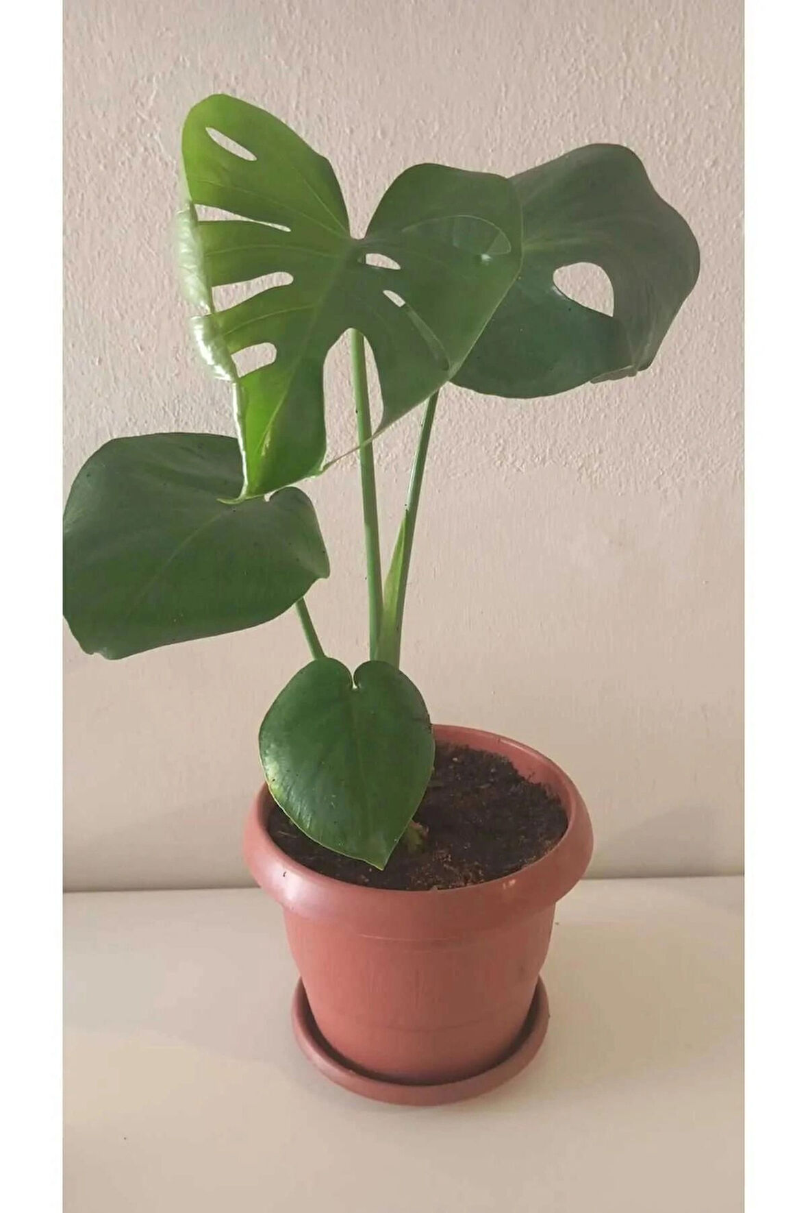 Doğal Hava Temizleyici Monstera Deliciosa- 50 cm. Deve Tabanı Bitkisi | Kahverengi Saksıda