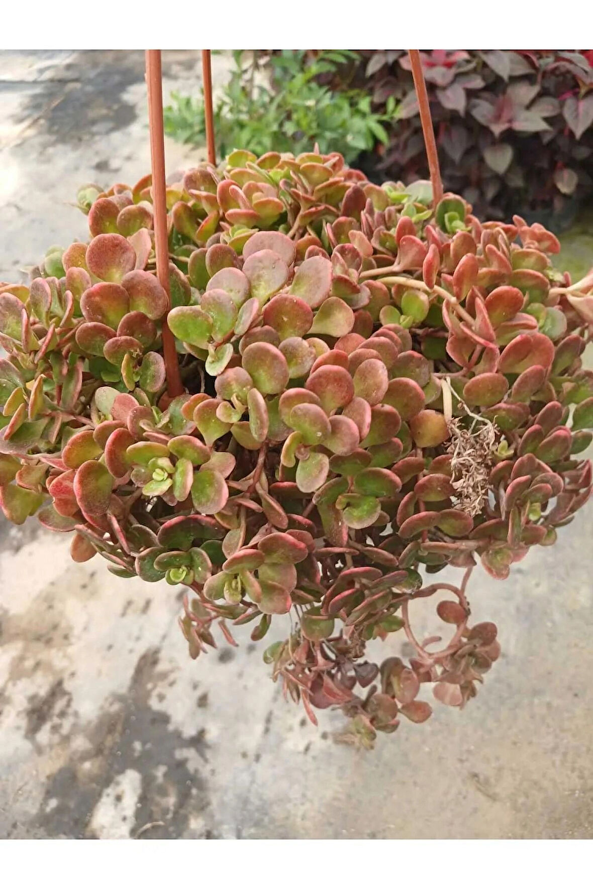 Calico Kitten Sukulent – Sarkık Saksı Crassula Pellucida ‘Variegata’, Krem-Pembe Kalp Yaprak