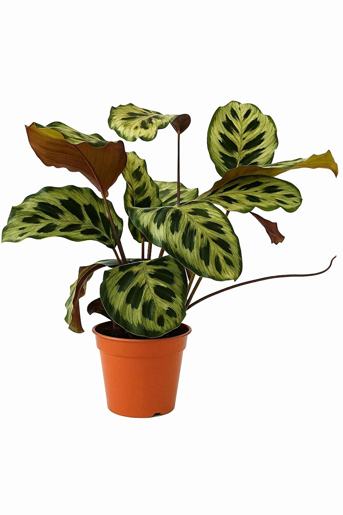 Canlı Calathea Makoyana (Peacock Plant) 50–60 cm – Geniş Desenli Yapraklı Salon Bitkisi, Dua Çiçeği