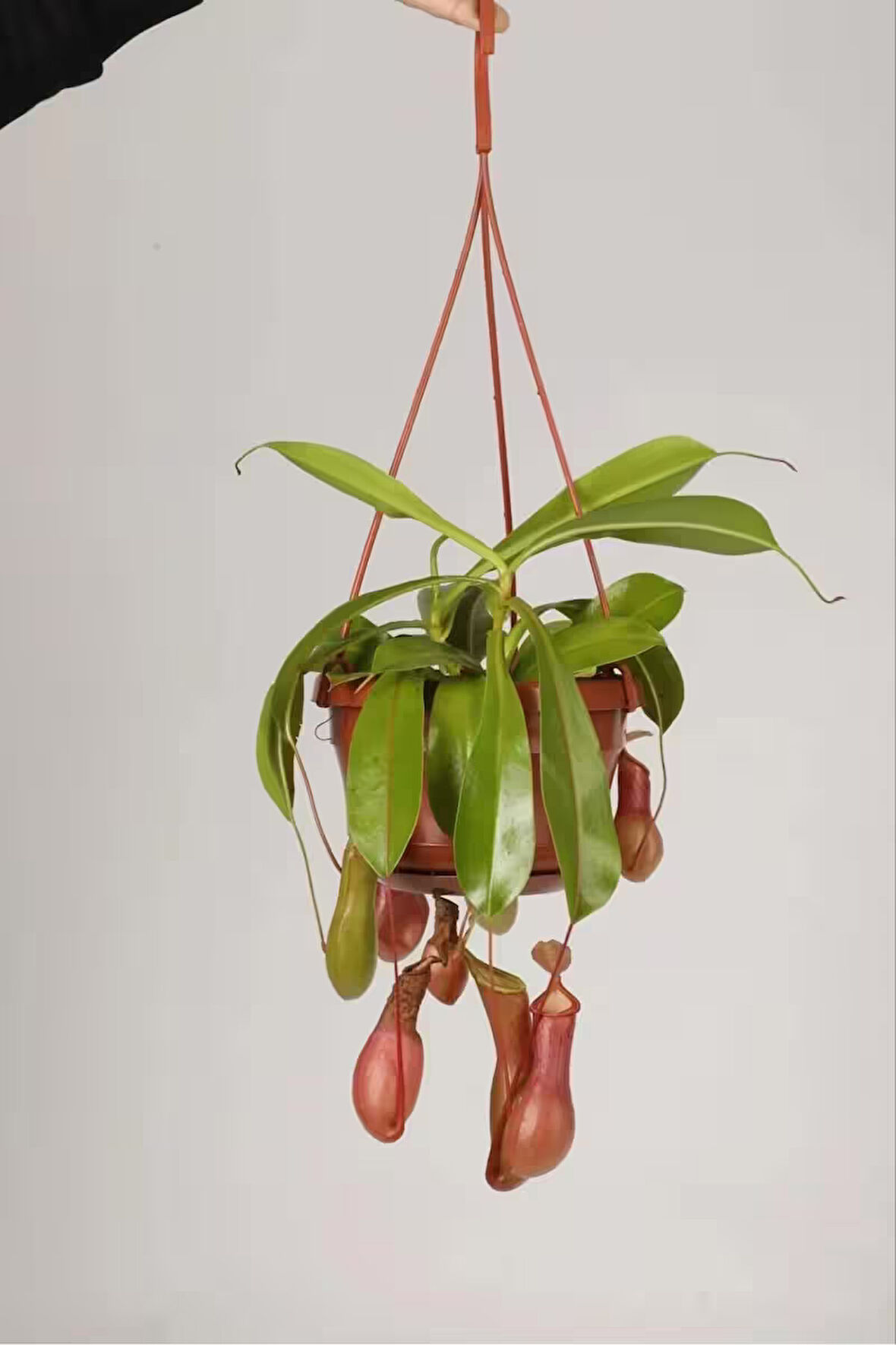 Nepenthes Alata (SU IBRİĞİ BİTKİSİ) Tropikal Saksı Bitkisi