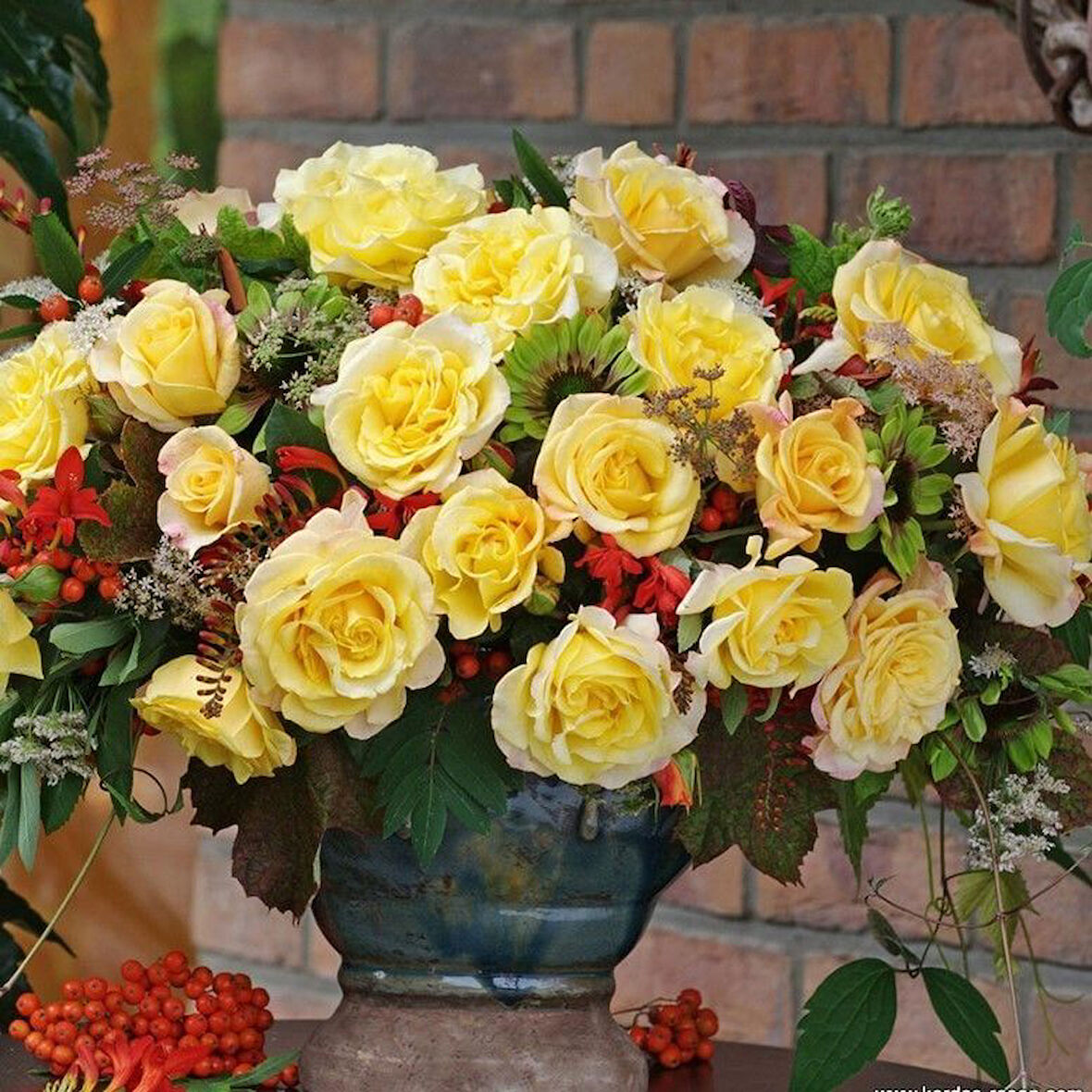 Tüplü Sunny Fc Yediveren Çok Goncalı Masal Gülü Fidanı