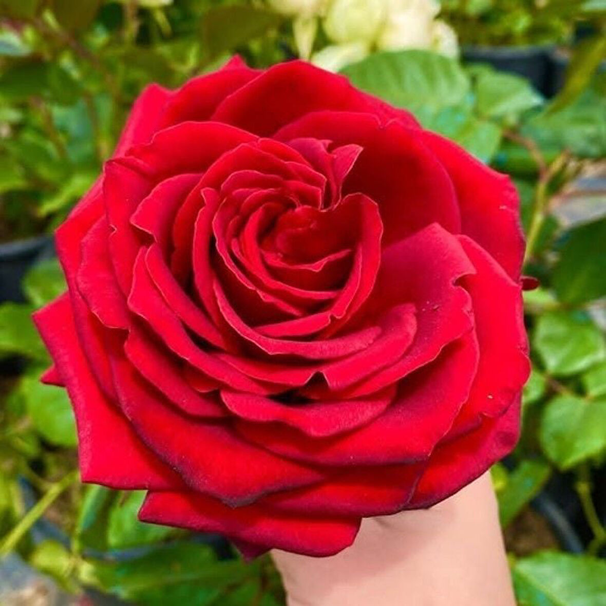 Tüplü İri Goncalı Soğuklara Dayanıklı Kokulu Venüs Yediveren Gül Fidanı