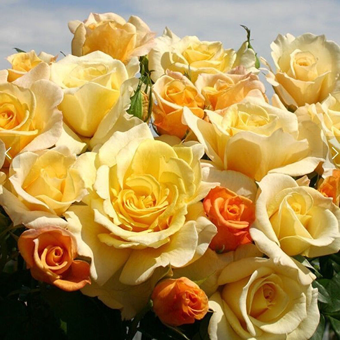 Tüplü Yediveren Soğuklara Dayanıklı Sunny Nostalji Gül Fidanı