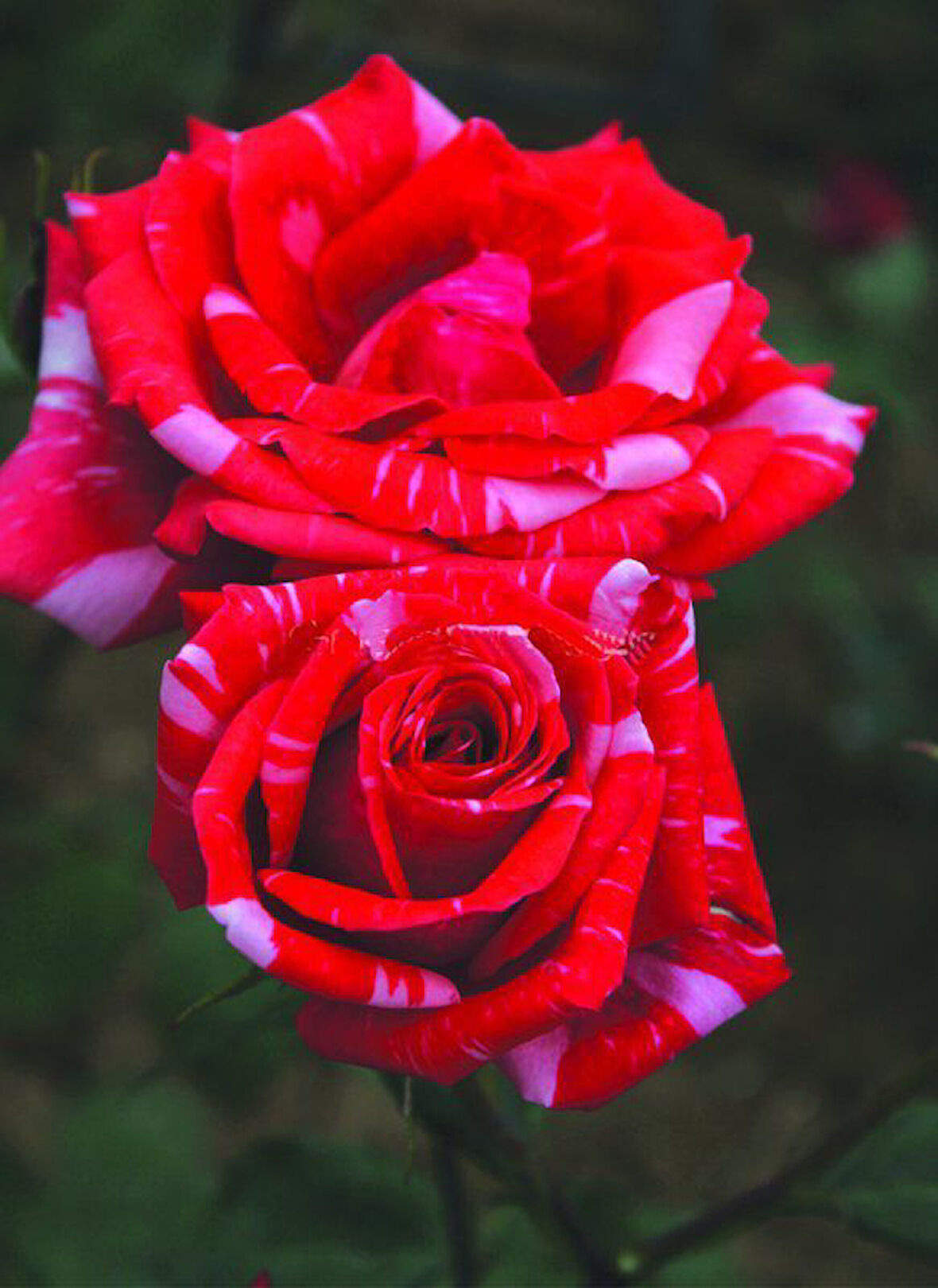 Tüplü Soğuklara Dayanıklı Yediveren Kokulu Sultana Gül Fidanı