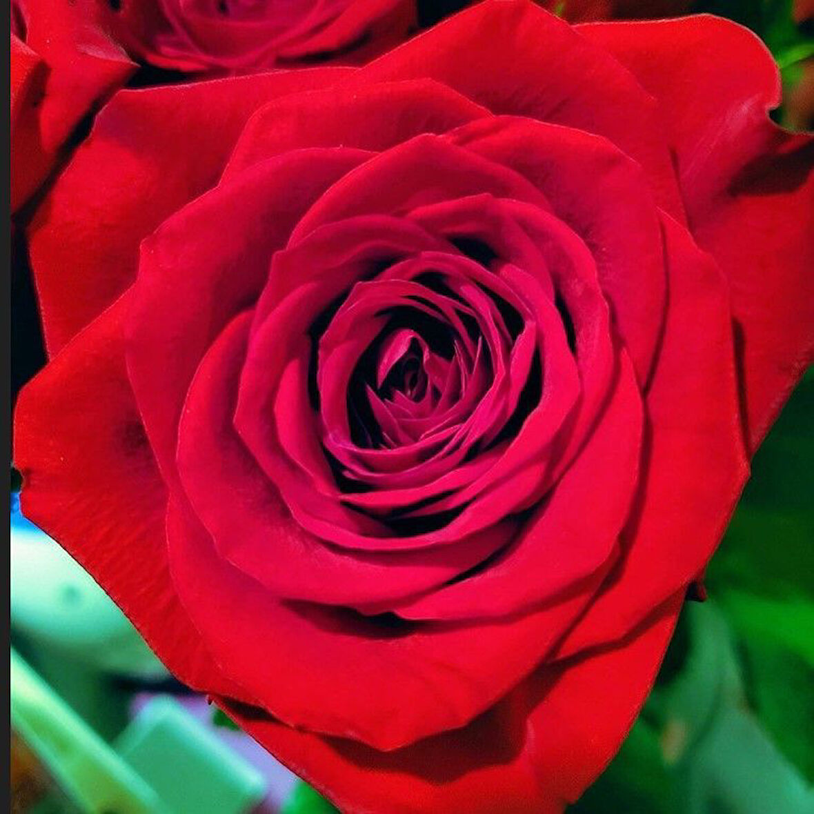 Tüplü Yediveren Schakira Soğuklara Dayanıklı Gül Fidanı