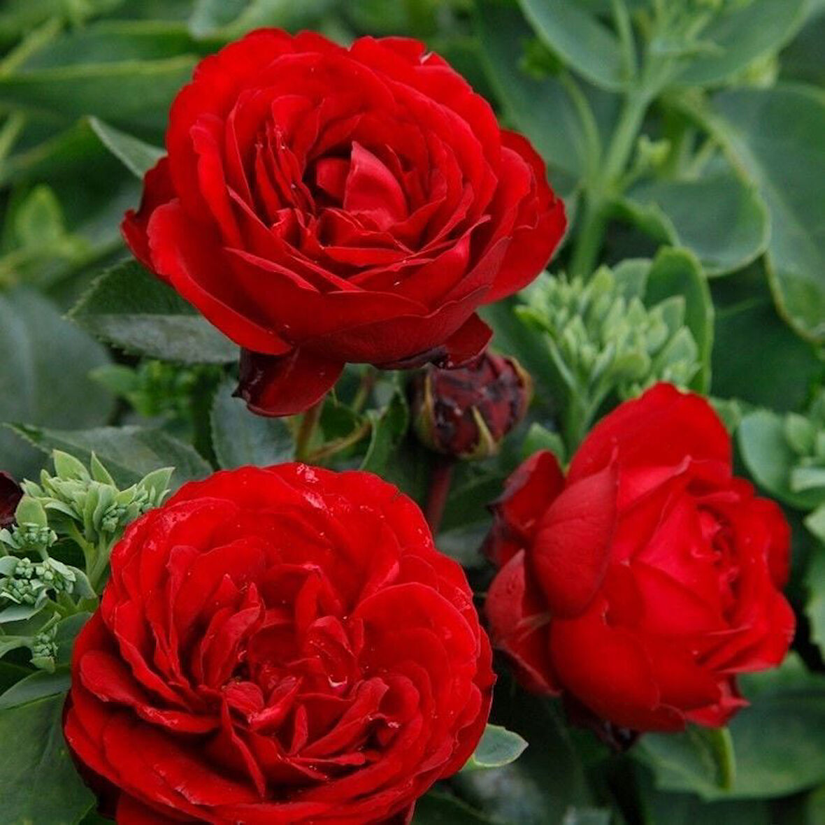 Tüplü Soğuklara Dayanıklı İri Goncalı Katmerli Felicia Yediveren Gül Fidanı