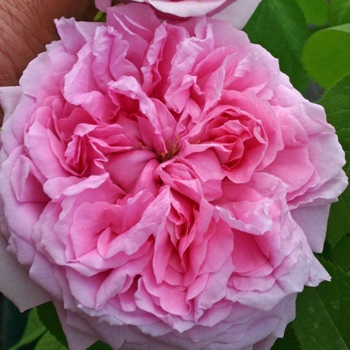 Tüplü Soğuklara Dayanıklı İri Goncalı  Pembe Canina Yediveren Gül Fidanı