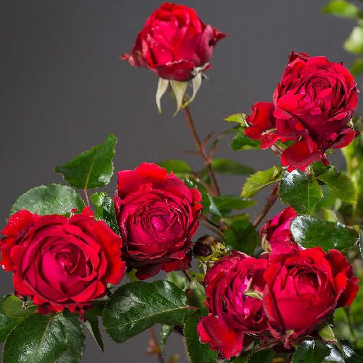 Tüplü Yediveren Kokulu Soğuklara Dayanıklı Traumfrau Yediveren Gül Fidanı