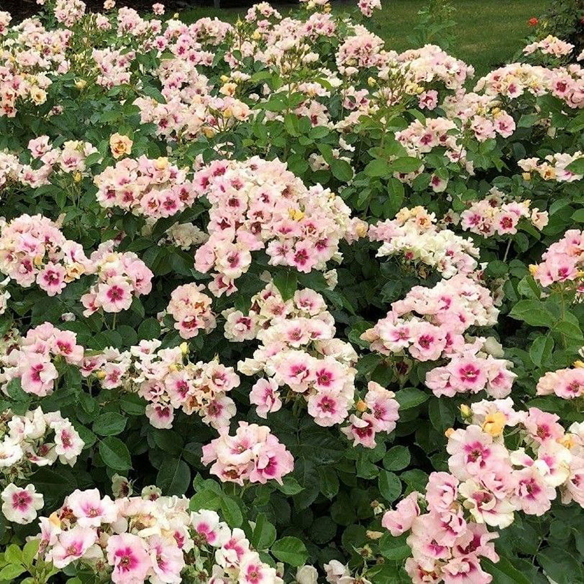 Tüplü Yediveren Çift Renk Seeu You Purple Persica Gül Fidan