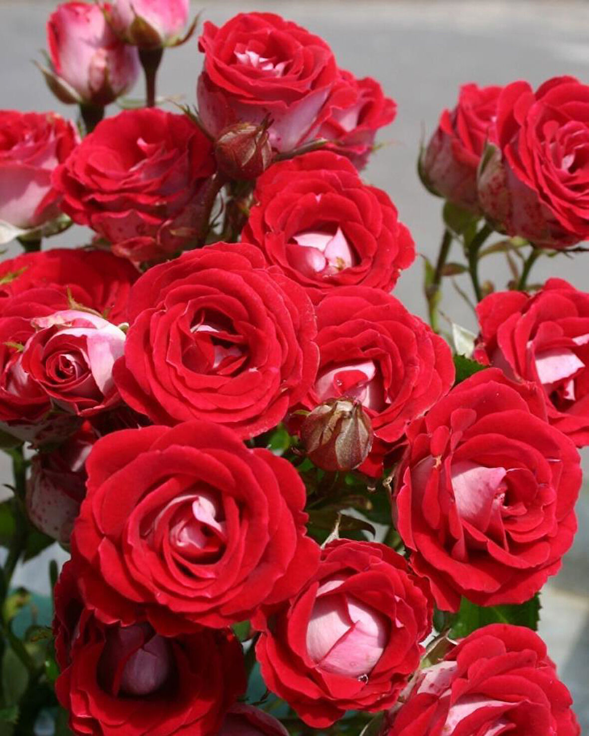 Tüplü Nadir  Kokulu Rose Schöne Koblenzerin Yediveren Gül Fidanı