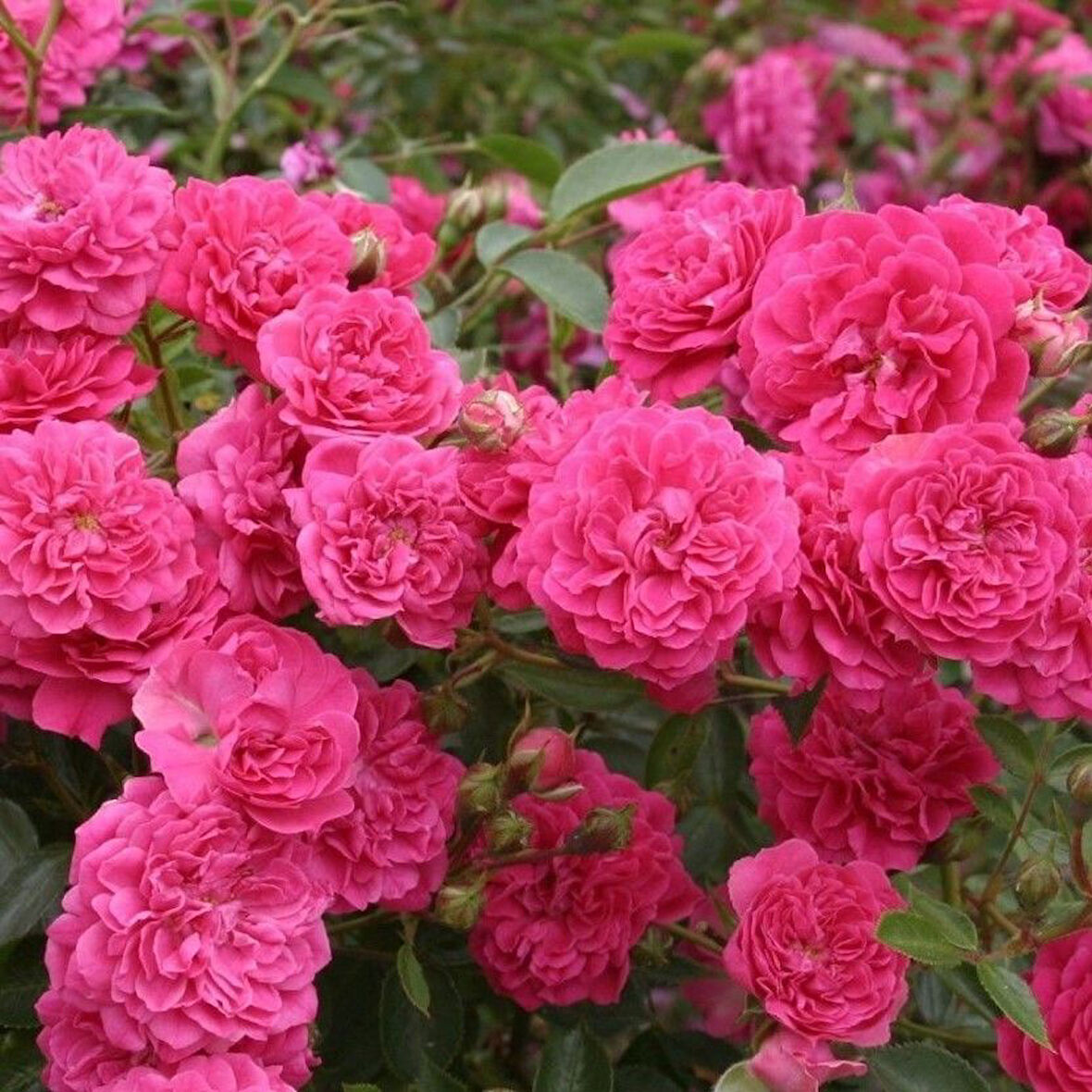 Tüplü  Kokulu Çok Goncalı Yayılıcı Kokulu Roxy Soğuklara Dayanıklı Gül Fidanı