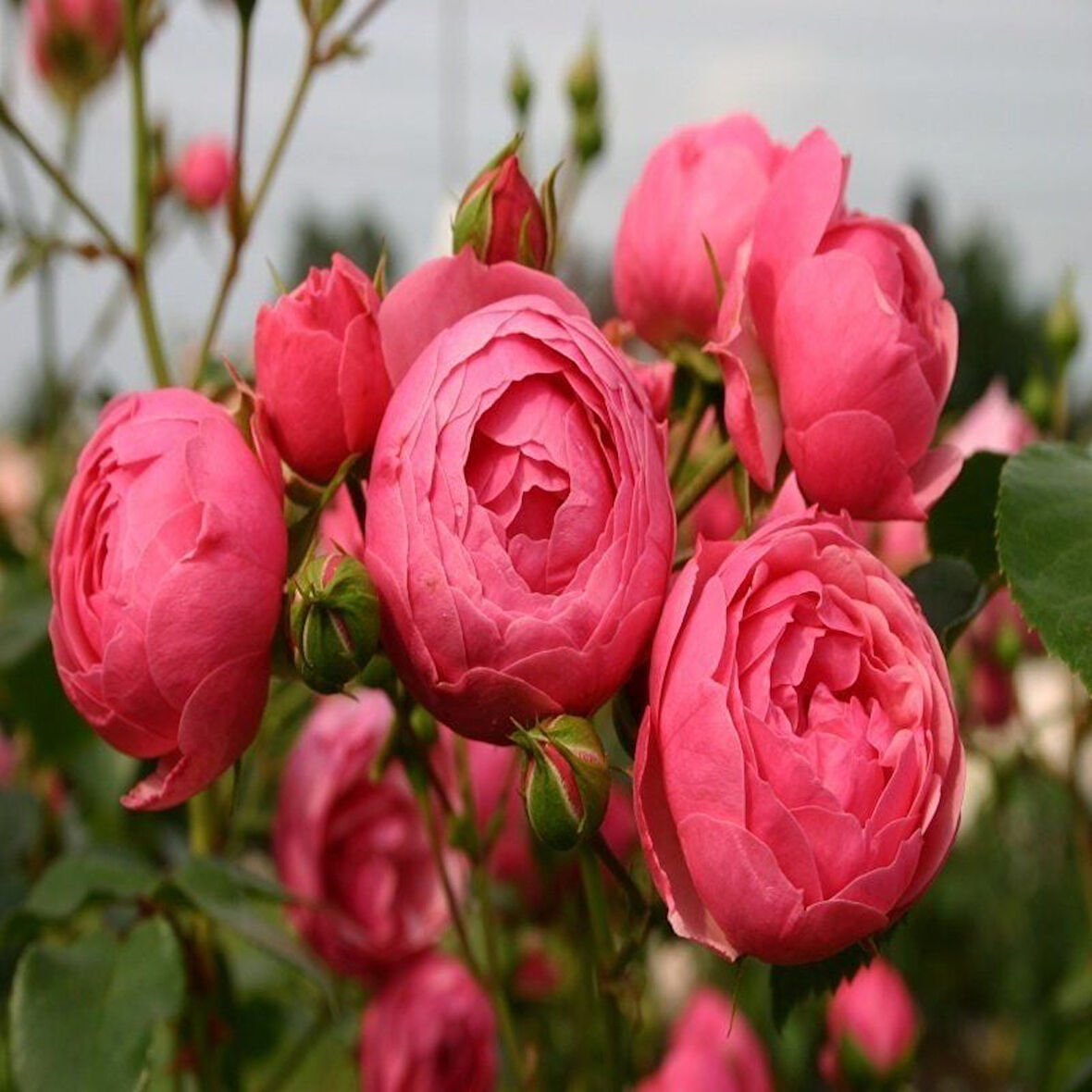 Tüplü Çok Goncalı Özel Kokulu Pomponella Pembe Yediveren Kokulu  Gül Fidanı