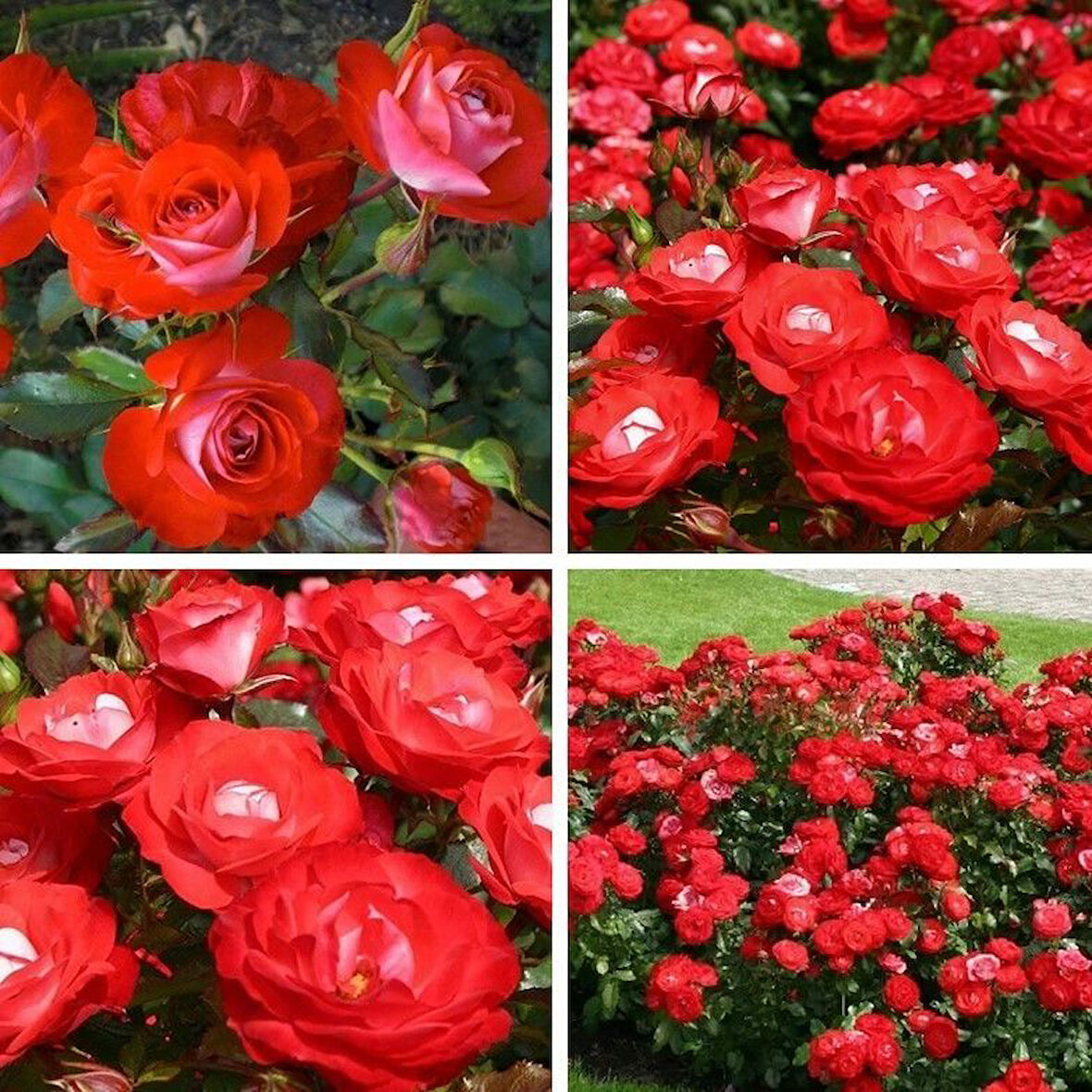 Tüplü Yer Örtücü Soğuklara Dayanıklı Planten Un Blomen Kırmızı Beyaz Yediveren Gül Fidanı