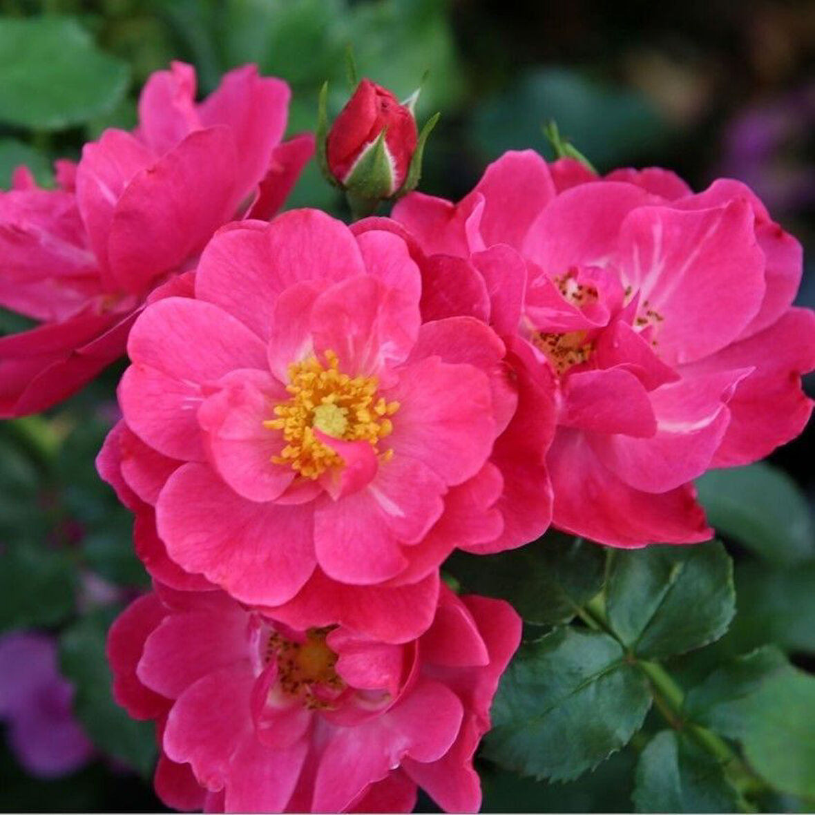 Tüplü Koleksiyonluk Yediveren Hot Line  Yer Örtücü Çok Goncalı Persica Gül Fidanı