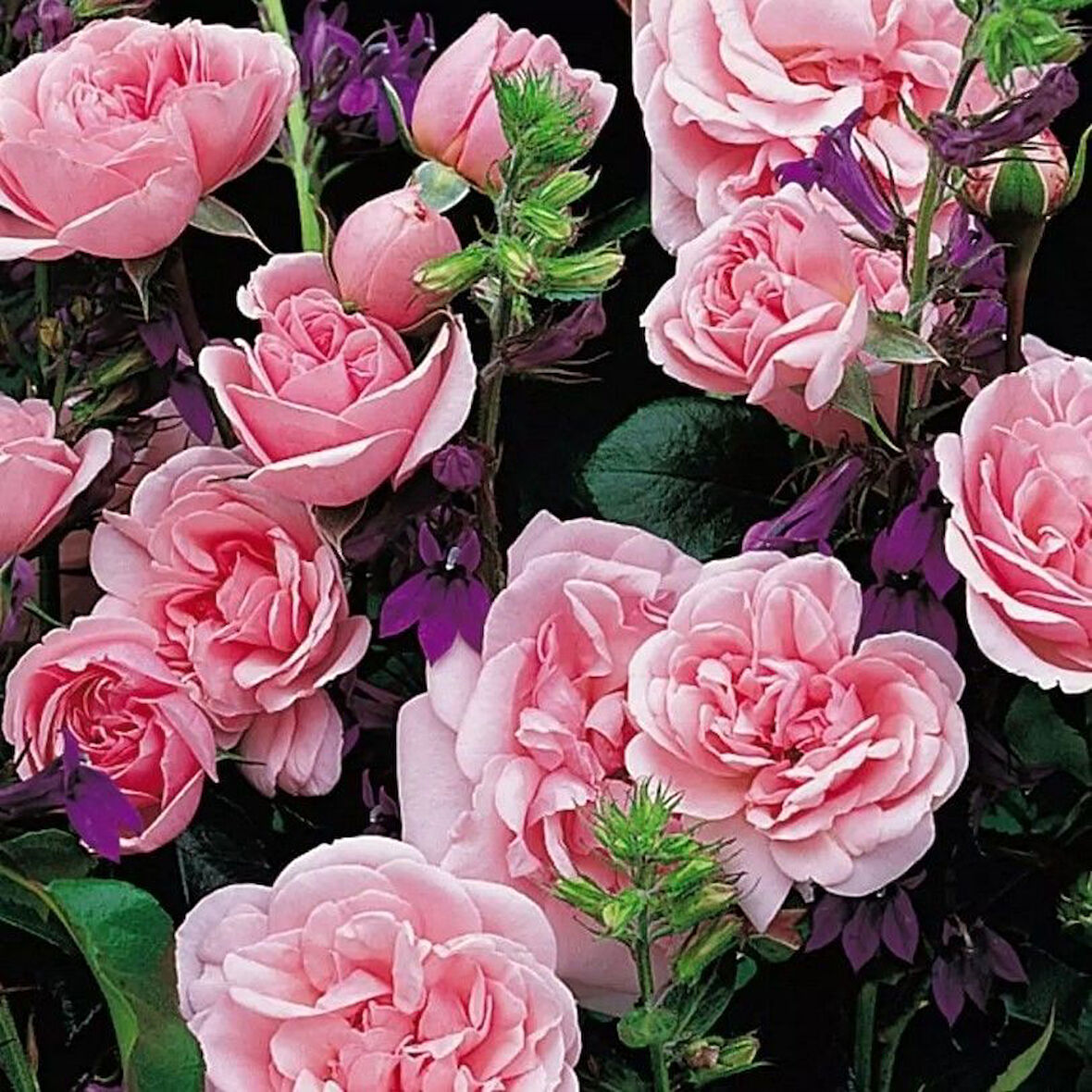 Tüplü Koleksiyonluk Yediveren Home Garden Yer Örtücü Çok Goncalı Gül Fidanı