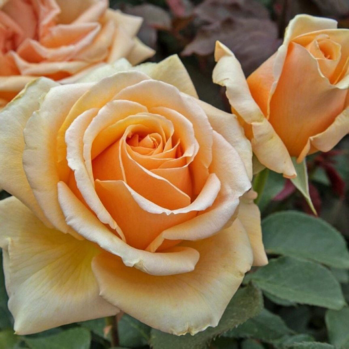 Tüplü  Yediveren Valencia Yoğun Kokulu Gül Fidanı