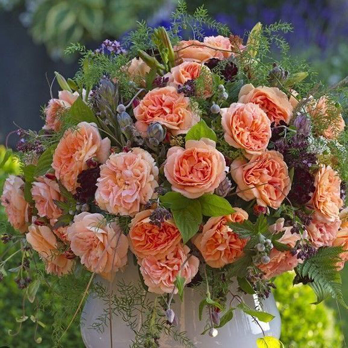 Tüplü Katmerli Koleksiyonluk Kokulu Schone Vom See Yediveren Gül Fidanı