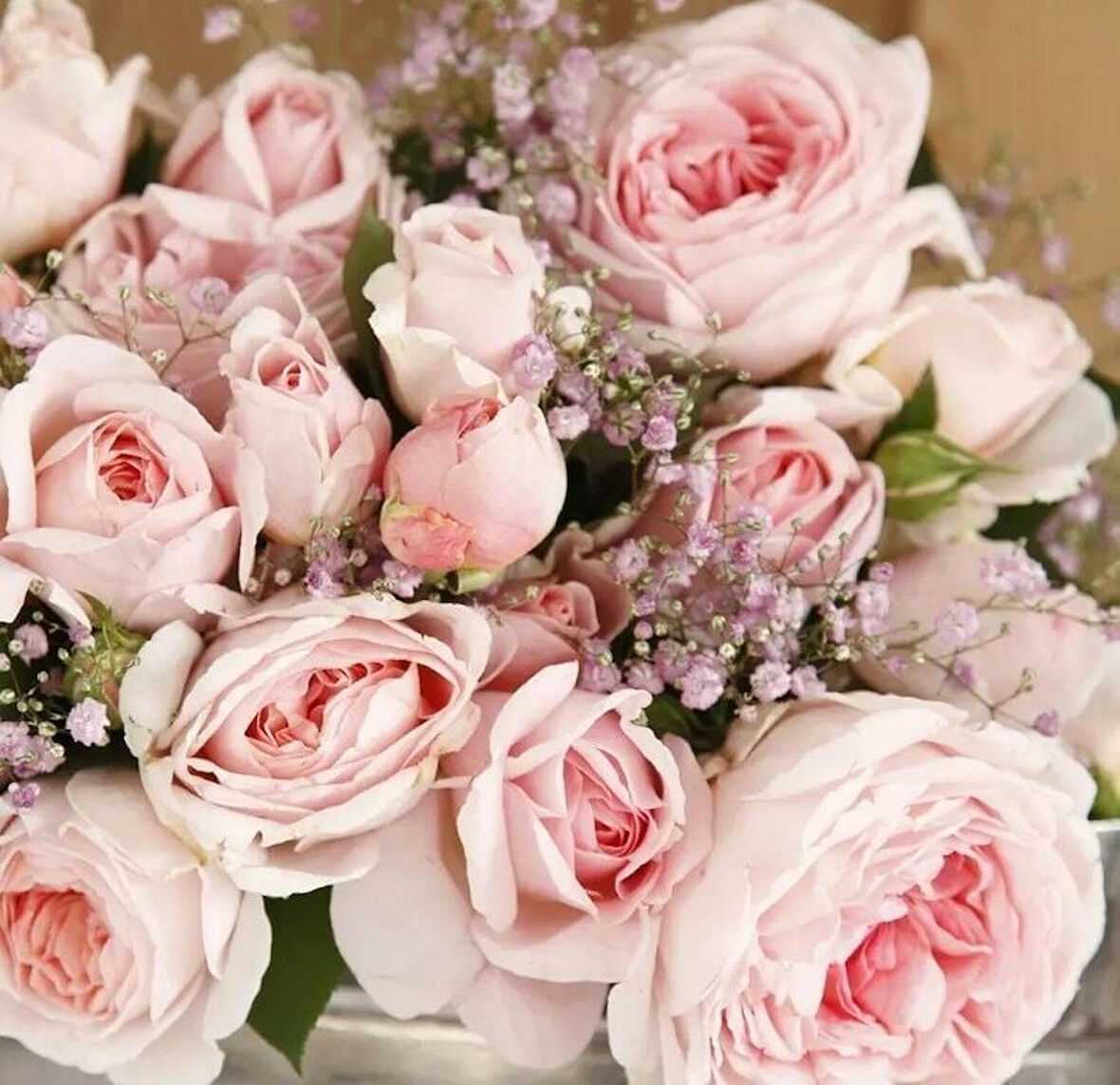 Tüplü Koleksiyonluk Hyrid Tea Katmerli Marchenzauber Yediveren Gül Fidanı