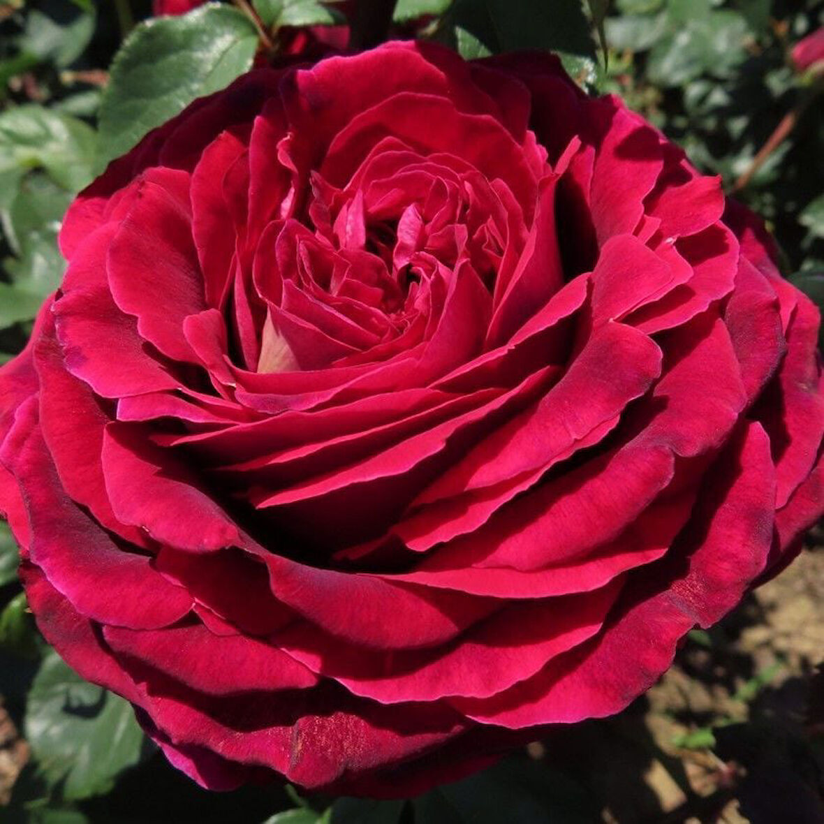 Tüplü Yediveren Kokulu Emma Gül Fidanı