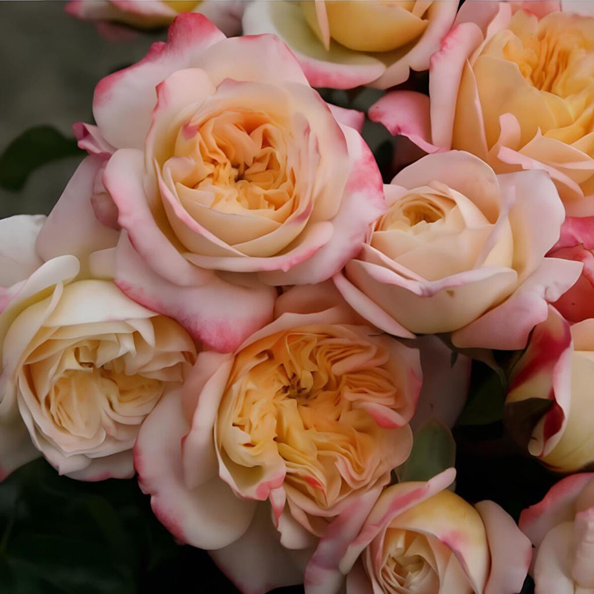 Tüplü Concorde Kokulu Yediveren Gül Fidanı