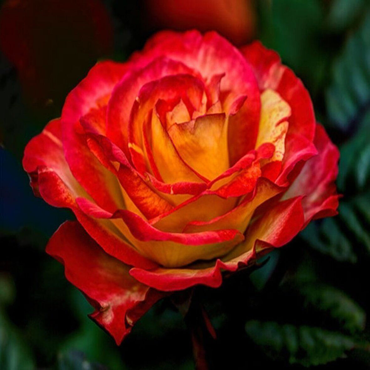 Tüplü Butterfly İri Goncalı Yediveren Yoğun Kokulu Gül Fidanı